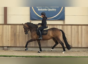 German Riding Pony, Gelding, 6 years, 14.1 hh, Brown