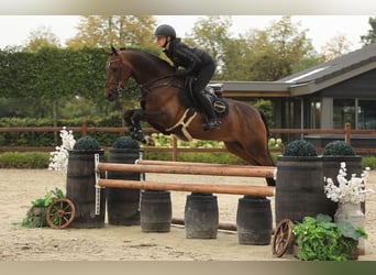German Riding Pony, Gelding, 6 years, 14.1 hh, Brown