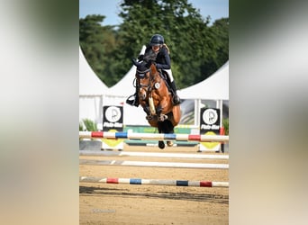 German Riding Pony, Gelding, 6 years, 14.1 hh, Brown