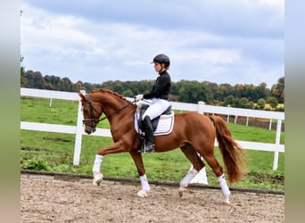 German Riding Pony, Gelding, 6 years, 14.1 hh, Chestnut