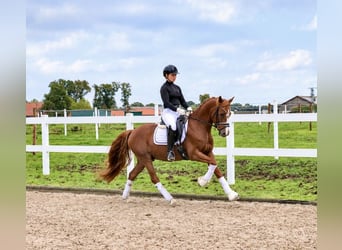 German Riding Pony, Gelding, 6 years, 14.1 hh, Chestnut