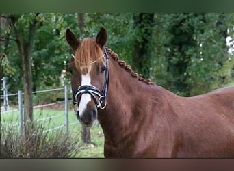 German Riding Pony, Gelding, 6 years, 14.1 hh, Chestnut