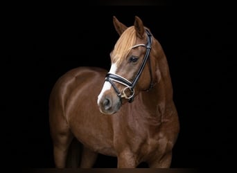 German Riding Pony, Gelding, 6 years, 14.1 hh, Chestnut
