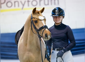 German Riding Pony, Gelding, 6 years, 14.1 hh, Chestnut