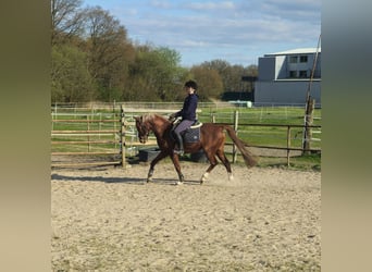 German Riding Pony, Gelding, 6 years, 14.1 hh, Chestnut-Red