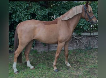 German Riding Pony, Gelding, 6 years, 14.1 hh, Chestnut-Red
