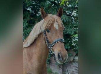 German Riding Pony, Gelding, 6 years, 14.1 hh, Chestnut-Red