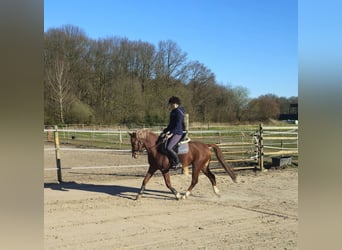German Riding Pony, Gelding, 6 years, 14.1 hh, Chestnut-Red