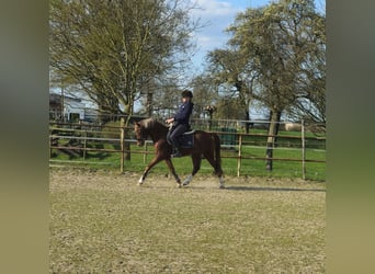 German Riding Pony, Gelding, 6 years, 14.1 hh, Chestnut-Red