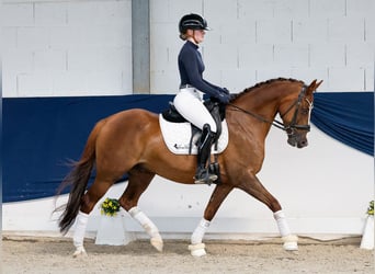 German Riding Pony, Gelding, 6 years, 14.1 hh, Chestnut-Red