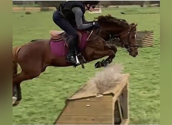 German Riding Pony, Gelding, 6 years, 14.1 hh, Chestnut