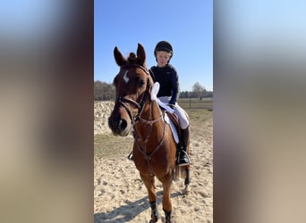 German Riding Pony, Gelding, 6 years, 14.1 hh, Chestnut