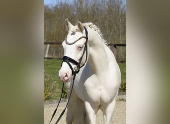 German Riding Pony, Gelding, 6 years, 14.1 hh, Cremello