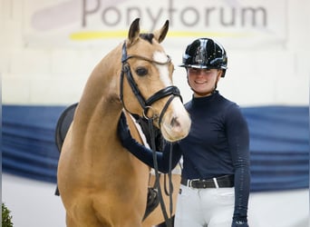 German Riding Pony, Gelding, 6 years, 14.1 hh, Dun