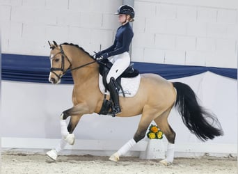 German Riding Pony, Gelding, 6 years, 14.1 hh, Dun