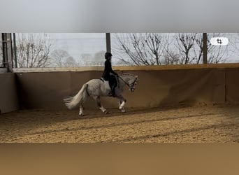 German Riding Pony, Gelding, 6 years, 14.1 hh, Grey-Dapple
