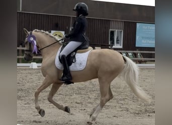 German Riding Pony, Gelding, 6 years, 14.1 hh, Palomino