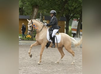 German Riding Pony, Gelding, 6 years, 14.1 hh, Palomino