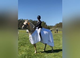 German Riding Pony, Gelding, 6 years, 14.1 hh, Palomino