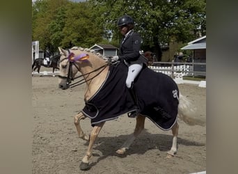 German Riding Pony, Gelding, 6 years, 14.1 hh, Palomino