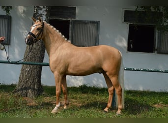 German Riding Pony, Gelding, 6 years, 14.1 hh, Palomino