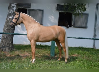 German Riding Pony, Gelding, 6 years, 14.1 hh, Palomino