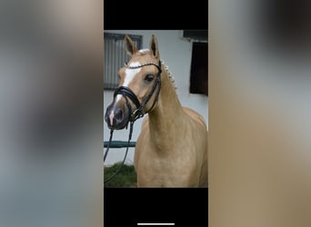 German Riding Pony, Gelding, 6 years, 14.1 hh, Palomino