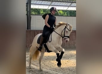 German Riding Pony, Gelding, 6 years, 14.1 hh, Perlino