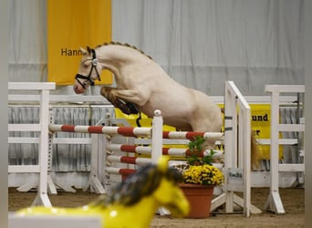 German Riding Pony, Gelding, 6 years, 14.1 hh, Perlino