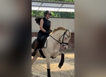 German Riding Pony, Gelding, 6 years, 14.1 hh, Perlino