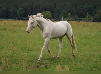 German Riding Pony, Gelding, 6 years, 14.1 hh, Perlino German Riding Pony, Gelding, 6 years, 14.1 hh, Perlino