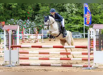 German Riding Pony, Gelding, 6 years, 14.1 hh, Perlino German Riding Pony, Gelding, 6 years, 14.1 hh, Perlino