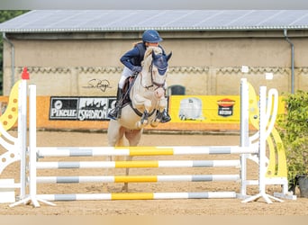 German Riding Pony, Gelding, 6 years, 14.1 hh, Perlino German Riding Pony, Gelding, 6 years, 14.1 hh, Perlino