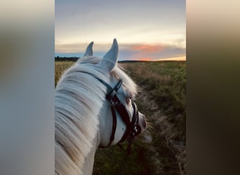 German Riding Pony, Gelding, 6 years, 14.1 hh, Perlino German Riding Pony, Gelding, 6 years, 14.1 hh, Perlino