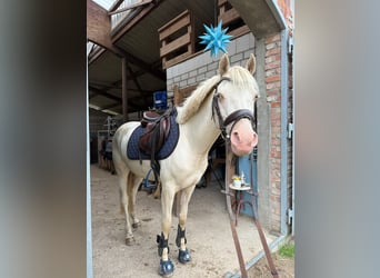 German Riding Pony, Gelding, 6 years, 14.1 hh, Perlino German Riding Pony, Gelding, 6 years, 14.1 hh, Perlino