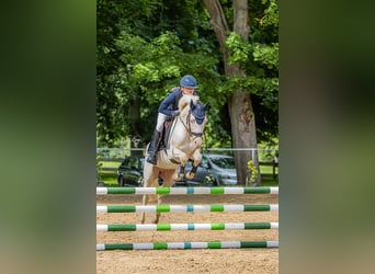 German Riding Pony, Gelding, 6 years, 14.1 hh, Perlino German Riding Pony, Gelding, 6 years, 14.1 hh, Perlino