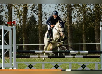 German Riding Pony, Gelding, 6 years, 14.1 hh, Perlino German Riding Pony, Gelding, 6 years, 14.1 hh, Perlino