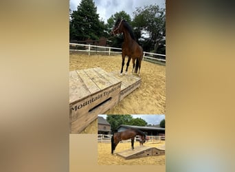 German Riding Pony, Gelding, 6 years, 14.2 hh, Bay-Dark