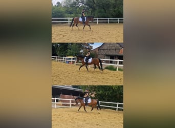 German Riding Pony, Gelding, 6 years, 14.2 hh, Bay-Dark