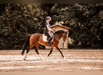 German Riding Pony, Gelding, 6 years, 14.2 hh, Bay-Dark