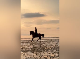 German Riding Pony, Gelding, 6 years, 14.2 hh, Bay-Dark