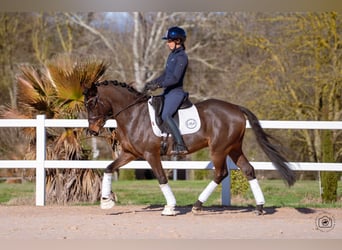 German Riding Pony, Gelding, 6 years, 14.2 hh, Bay-Dark