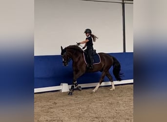 German Riding Pony, Gelding, 6 years, 14.2 hh, Chestnut