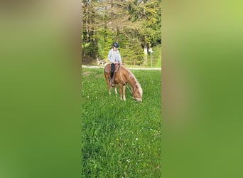 German Riding Pony Mix, Gelding, 6 years, 14.2 hh, Chestnut-Red