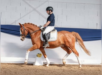 German Riding Pony, Gelding, 6 years, 14.2 hh, Chestnut-Red