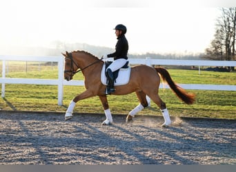 German Riding Pony, Gelding, 6 years, 14.2 hh, Chestnut-Red