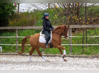 German Riding Pony, Gelding, 6 years, 14.2 hh, Chestnut-Red
