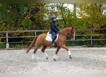 German Riding Pony, Gelding, 6 years, 14.2 hh, Chestnut-Red