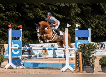 German Riding Pony, Gelding, 6 years, 14.2 hh, Chestnut-Red