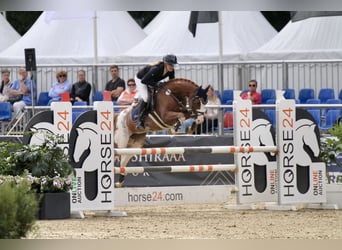 German Riding Pony, Gelding, 6 years, 14.2 hh, Chestnut-Red